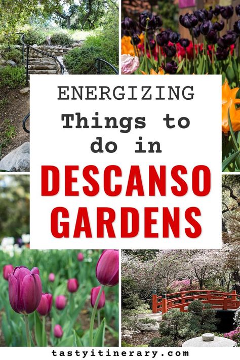 Descanso Gardens, California Travel Guide, Los Angeles Travel, White Cherry Blossom, California Travel Road Trips, Holiday Events, Garden Features, Los Angeles County, California Travel