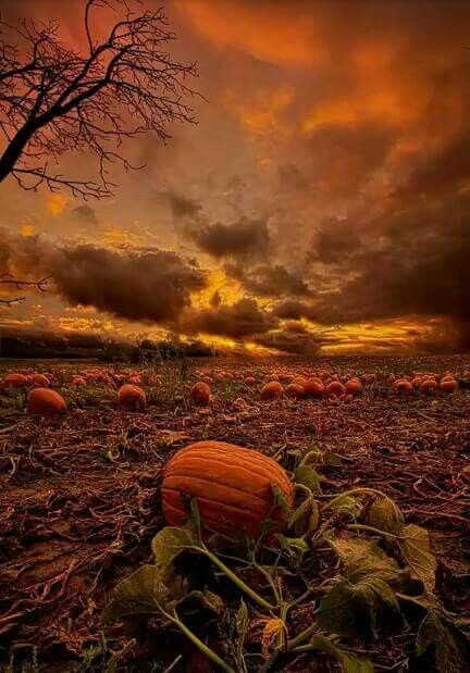 Pumpkin field sunset The Great Pumpkin, Great Pumpkin, The Great, Autumn Scenes, Pumpkin Art, Autumn Scenery, Autumn Beauty, Pumpkin Print, Fall Pictures