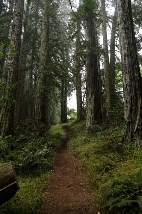 Forest Fairies, Dark Naturalism, Forest Trail, Redwood Forest, Forest Path, Pretty Backgrounds, Biome, Walk In The Woods, Deep Forest