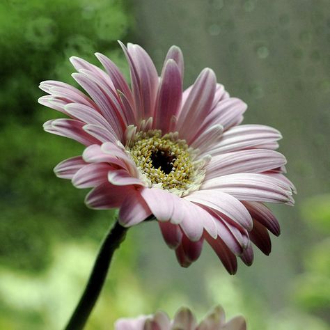 Transvaal Daisy, Flowers Art Photography, Sunflower Garden, Favorite Flowers, Flowers Art, Aesthetic Photos, Flowers Plants, Flower Power, Sunflower