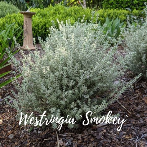 Westringia 'Smokey' is a beautiful medium size native shrub. The soft grey and white variegated foliage will add a splash of colour to the garden. Smokey has small white flowers that bloom throughout the year with the main flush in late winter and spring. 🌼 Order a 10-pack of tubes online at www.planthub.com.au for just $49.50 and if you fill a box, the shipping is on us! Westringia Fruticosa, Hedging Plants, Buy Plants Online, Ground Cover Plants, Small White Flowers, Late Winter, Buy Plants, Ornamental Grasses, Colorful Garden