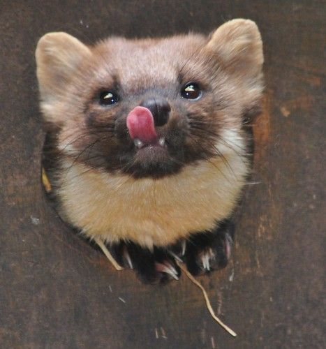 Pine Marten.-Martes martes | Copyright by Zooman2009. All ri… | Flickr Pine Martens, Ferret Cage, Pine Marten, A Ferret, Carnival Of The Animals, Best Bedding, Pet Ferret, Comfortable Bedding, Cute Ferrets