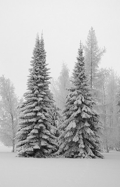 Real Xmas Trees Real Xmas Trees, I Love Snow, Winter Schnee, Winter Szenen, Snow Covered Trees, I Love Winter, Winter Love, Winter Magic, Winter Scenery