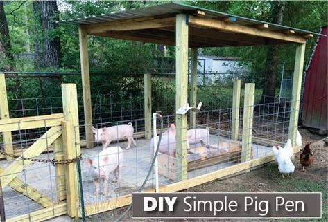 How To Build A Simple Pig Pen - build this in just 3 days... #pigs #homesteading Pig Pen Design, Pig Shelter, Pig Waterer, Pygmy Goats, Raising Pigs, Pig Pen, Pig House, Homestead Farm, Animal Pen