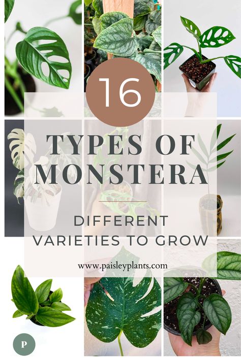 The possibilities are wide with Monstera plants! You have so many choices when it comes to picking which one (or more) you want part of your houseplant collection! Paisleyplants.com shares 16 different amazing varieties you can grow! Indoor Plants For Beginners, Pothos In Water, Low Maintenance House Plants, Pothos Plant Care, Monstera Plant Care, Orchid Potting Mix, Plants For Beginners, Monstera Plants, Best Grow Lights