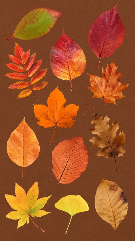 Autumn leaf set, editable design element | premium image by rawpixel.com / Aum Autumn Leaf Illustration, Autumn Collage, Collage Elements, Every Child Matters, Leaf Illustration, Awesome Designs, Autumn Leaf, Fall Leaves, Free Design Resources