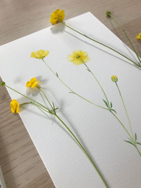 Meadow Buttercup Tattoo, Buttercup Watercolor, Watercolor Buttercup, Buttercup Tattoo, Field Of Buttercups, Buttercup Flower Watercolor, Buttercup Botanical Illustration, Yellow Flowers Painting Watercolour, Watercolor Painting For Beginners