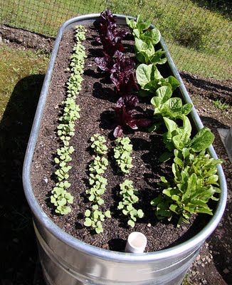 Galvanized water troughs make great planters for vegetables Bucket Garden, Gemüseanbau In Kübeln, Raised Vegetable Gardens, Galvanized Tub, Bucket Gardening, Container Vegetables, Container Gardening Vegetables, Have Inspiration, Organic Gardening Tips