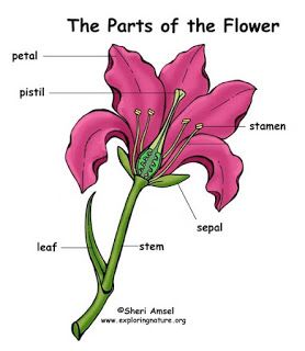 Having Fun at Home: Post-It Labels for the Parts of a Flower Diagram Of A Flower, Science Wallpaper, Sustainability Education, Plant Study, Third Grade Science, 4th Grade Science, 6th Grade Science, Teaching Biology, Plant Life Cycle