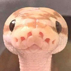 Snake Profile, Pet Snakes, Cool Animals, Python Snake, Ball Python, Ecosystem, Little People, Snakes, Python