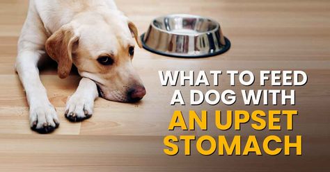 If your dog has tummy problems or doesn't feel well, he may not want his normal food. Here's what to feed a dog with an upset stomach ... Dog Upset Stomach Remedies, What To Feed Dogs, Upset Stomach Food, Upset Stomach Remedy, Dog Upset Stomach, Tummy Issues, Upset Tummy, Dog Medicine, Dog Remedies