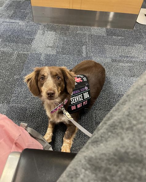 I don’t think people understand how great small dogs can be for service work.     This is Journey. She is an allergen detection dog for her handler, Amanda.     Prior to Journey, Amanda struggled with contamination risks, eating out, and feeling safe around food.     They worked SO hard - attending all my classes, dropping in questions every day, and practicing every new thing I threw at them.     And Journey loved it all!     When Journey first started, she was a little reactive and nervous ... Service Dog Aesthetic, Small Service Dog, Service Dog In Training, Service Dogs Breeds, Detection Dogs, Service Dogs Gear, Feeling Safe, Assistance Dog, Dog Info