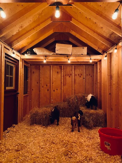 11 DIY Goat Shelter Ideas – The DIY Desire Goat House Ideas Diy, Goat Shelter Ideas, Diy Goat Shelter, Diy Fence Ideas Cheap, Diy Outdoor Shower Ideas, Pallet Patio Decks, Chicken Coop Designs Diy, Farm Facts, Goat Shelter