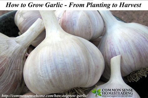 How to Grow Garlic. Where do I Get Garlic to Plant in My Garden? Different Types of Garlic. How to Plant Garlic. How and When to Harvest Garlic. How To Store Garlic Long Term, Garlic Companion Plants, Gardening 2023, When To Harvest Garlic, Harvest Garlic, Store Garlic, Agriculture Technology, Hardneck Garlic, Harvesting Garlic