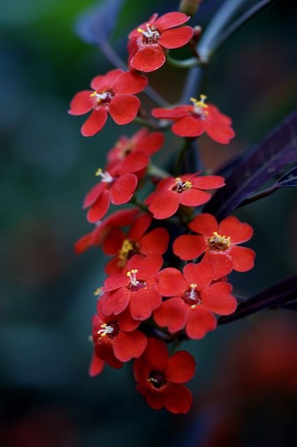 Euphorbia Tiny Red Flowers, Euphorbia Flower, Flower Garden Plans, Reference Photos For Artists, Floral Baskets, Unusual Flowers, Airbrush Art, Language Of Flowers, Beautiful Flowers Pictures