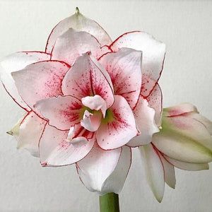 White Amaryllis, Purple Shamrock, Red Amaryllis, Flower Bulb, Freesia Flowers, Amaryllis Flowers, Amaryllis Bulbs, White Petals, Multi Colored Flowers