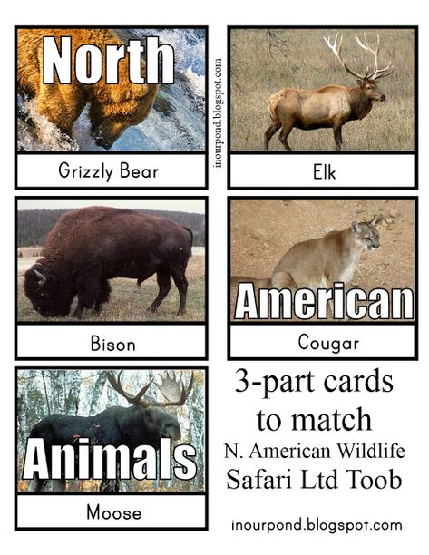 FREE 3-Part Cards for Safari Ltd North American Animals Toob from In Our Pond North American Animals Preschool, North America Animals, Animals Of North America, Homeschool Themes, Animal Mashups, Montessori Science, Montessori Geography, Henna Inspiration, North American Animals