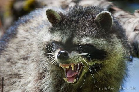 Crazy raccoon gone mad... watch out when they get violent. Could be sign of a deeper issue! Raccoon Teeth, Big Iguana, Raccoon Tattoo, Trash Pandas, North American Wildlife, Pet Raccoon, Animal Ideas, Cute Raccoon, Trash Panda