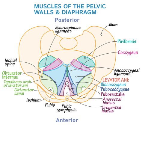 Pelvic Girdle Femur Key Points: • The muscles of the pelvis form a bowl that provides structure and support for the pelvic organs. • Two muscles form the pelvic walls: Obturator internus and piriformis. Obturator internus: • Originates on the o Pelvic Girdle Anatomy, Pelvic Anatomy, Pelvic Diaphragm, Pelvis Anatomy, Levator Ani, Pelvic Girdle, Gross Anatomy, Pelvic Organ Prolapse, Medical Notes