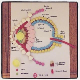 This is literally eye candy. | This Med Student Created The Insides Of The Human Body Out Of Candy Eye Project, Human Body Projects, Human Body Activities, Biology Projects, Eye Anatomy, Human Body Unit, Biology Lessons, Science Projects For Kids, Med Student