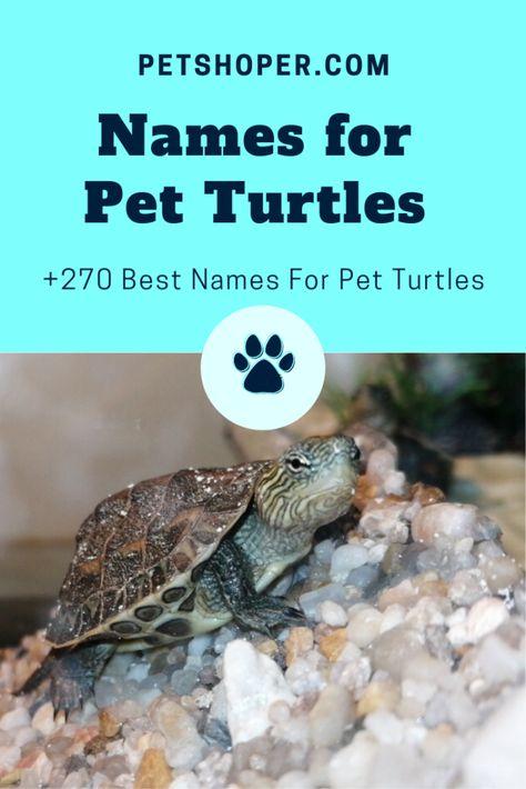 +270 Best Names For Pet Turtles And Tortoises [2020] | PetShoper Aesthetic Animal Painting, Turtle Names Ideas, Names For Turtles, Names For Tortoises, Pet Turtle Names, Name For Fish Pet, Turtle As A Pet, Difference Between Turtle And Tortoise, Turtle Names