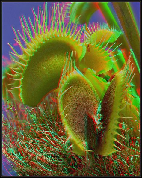 . Trip Room, Anaglyph 3d, Magic Eye Pictures, Maps Aesthetic, Trap Art, 3d Photography, Stereoscopic 3d, Venus Flytrap, Fear Of Love