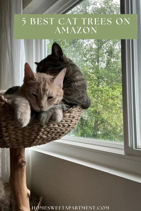 Two cats cuddling in cat tree Best Cat Trees For Large Cats, Cat Tree Decor, Best Cat Products, How To Make A Cat Tree, Cat Trees Diy, Cat Tree Aesthetic, Cat Apartment Ideas, Corner Cat Tree, Diy Cat Trees