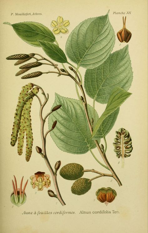 Illustration Botanique Vintage, Alder Tree, Tree Identification, Botanical Drawing, Antique Botanical Print, Illustration Botanique, Botanical Illustration Vintage, Vintage Botanical Prints, Botanical Illustrations