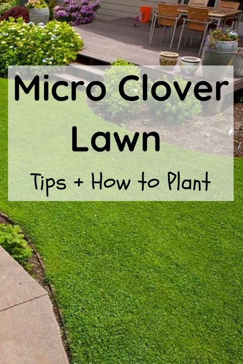 micro clover lawn front yards No Grass Landscape Ideas, Creeping Thyme Backyard, Plant Clover Lawn, Clover And Grass Lawn, Texas Lawn Alternatives, Diy Lawn Makeover, Clover Yard Lawn, Microclover Lawn Grass Alternative, Dutch Clover Lawn