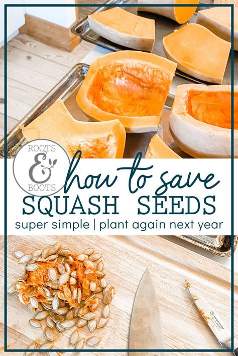 Acorn Squash Seeds, Saving Seeds, Preserving Squash Seeds, Saving Squash Seeds For Next Year, Saving Butternut Squash Seeds, Save Seeds For Next Year, How To Save Squash Seeds, How To Prepare Squash, How To Save Butternut Squash Seeds