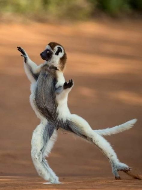 Animals Dancing, Dancing Monkey, Animals Portrait, Dancing Animals, Animals Photos, Monkeys Funny, Unusual Animals, Book Markers, Amazing Animals