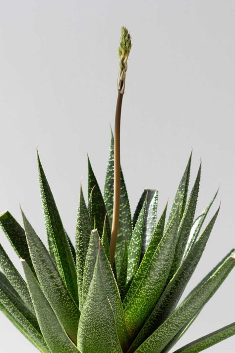 Learn how to get your aloe vera plant to bloom. Aloe plants don't flower often as house plants, but here are some tips to get it to bloom. Aloe Plants, What Is Healthy Food, Healthy Nutrition Plan, Brown Spots Removal, Aloe Plant, Aloe Vera Plant, 140 Pounds, Plant Flower, Good Health Tips