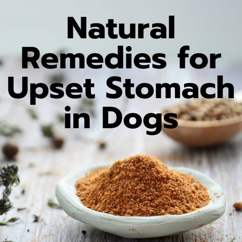 8 Easy Home Remedies for a Dog's Upset Stomach. Here are some home remedies for resolving a dog's upset stomach naturally using items found at home. If your dog's stomach issue is acute and fairly mild, you can try a few different things; learn all about the healing properties of herbs below. Upset Tummy Remedies, Food For Upset Stomach, Dog Upset Stomach Remedies, Upset Stomach Food, Upset Stomach Remedy, Dog Upset Stomach, Stomach Remedies, Best Dry Dog Food, Upset Tummy