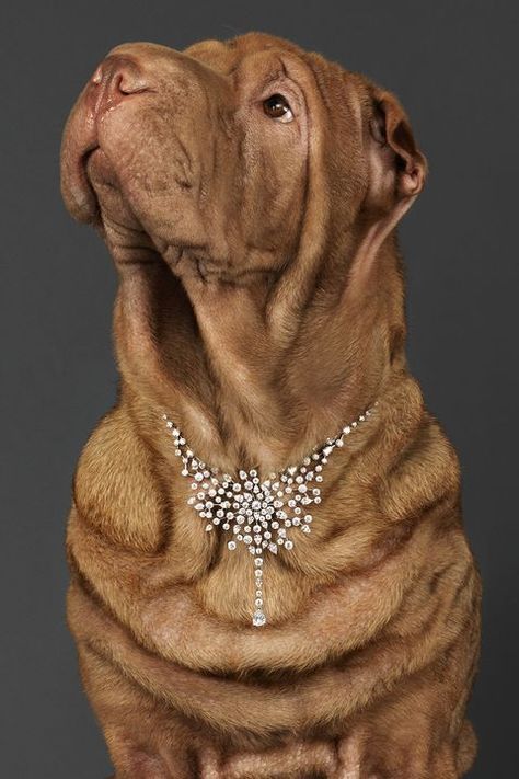 Piaget diamond necklace, price upon request, 877-8-PIAGET. Dog Necklace Collar, In The Dog House, William Wegman, Zoo Art, Dog Cat Pictures, Animal Anatomy, Cat Pictures, Dog Necklace, Dog Jewelry