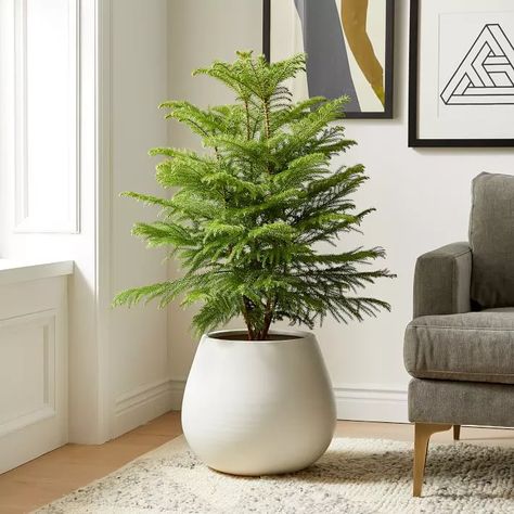 15 Best Indoor Trees to Add Some Greenery to Your Home Best Indoor Trees, Norfolk Island Pine, Norfolk Island, Live Indoor Plants, Nordic House, Norfolk Pine, West Elm Kids, Indoor Trees, Lily Plants