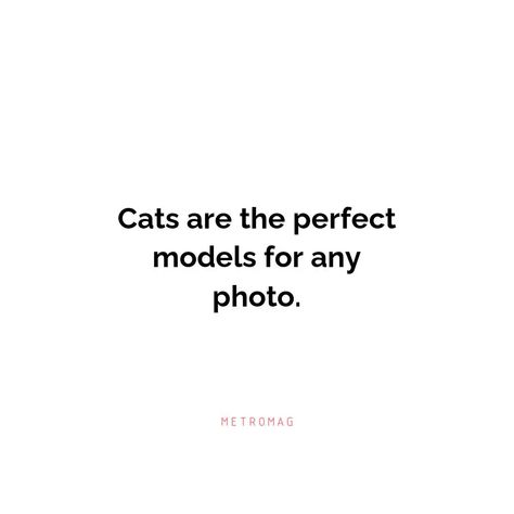 Caption For Animal Lover, Cat Captions Instagram, Cat Aesthetic Quotes, Cat Quotes Instagram, Inspirational Cat Quotes, Funny Cat Captions, Black Cat Quotes, Cat Captions, Insta Bio Quotes