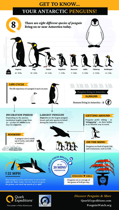 Penguin Infographic from Quark Expeditions Types Of Penguins, Penguin Facts, All About Penguins, Penguin Day, Antarctica Travel, Penguin Theme, Penguin Species, Penguins And Polar Bears, Polar Animals