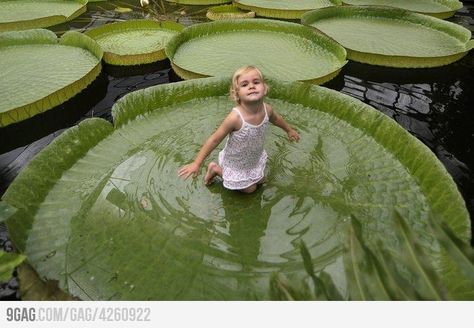 One of the worlds largest lily pads, I just wanna sit in one and sunbathe. Tropical Greenhouses, Old Girl Names, Water Lilly, River Basin, Amazon River, Queen Victoria, Water Lily, Water Lilies, The Amazon