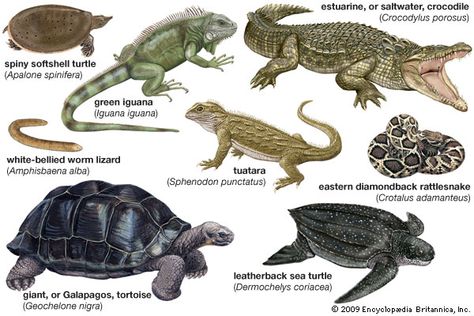 reptile | What are the four types of reptiles? | Socratic Types Of Reptiles, Living Fossil, Green Iguana, Pet Turtle, Animal Species, Animal Facts, Crocodiles, Zoology, Sea Turtle