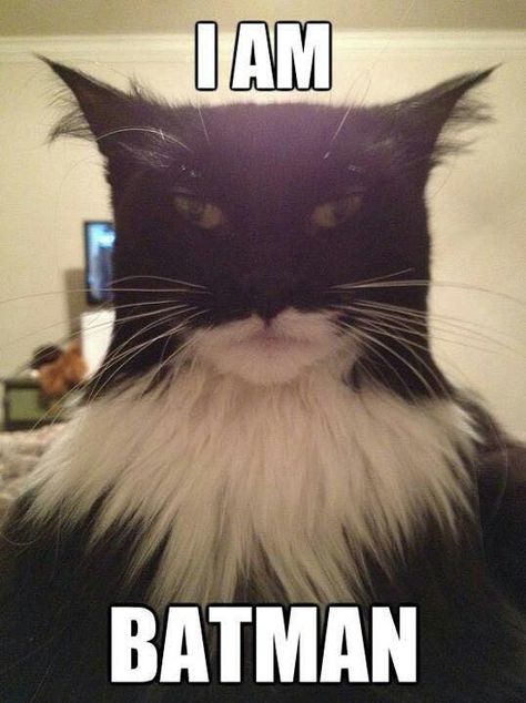 Meme Chat, Animal Humour, I Am Batman, Funny Animal Jokes, Funny Cat Memes, Funny Cat Pictures, Funny Animal Memes, Animal Jokes, Funny Cute Cats