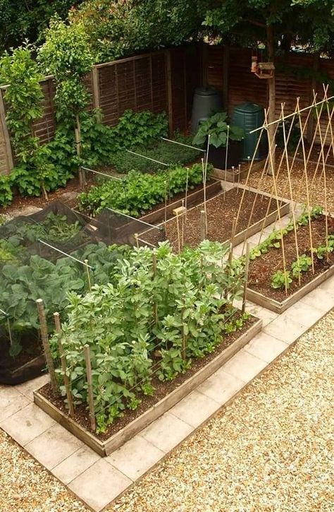 Plan Potager, Flag Diy, Garden Layout Vegetable, Bar Garden, Plants Growing, Backyard Vegetable Gardens, Garden Types, Veg Garden, Vegetable Garden Design