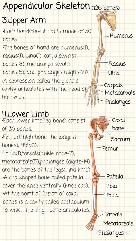 Kinesiology Study Notes, Human Anatomy Flashcards, Anaphy Notes, Kinesiology Notes, Skeletal System Anatomy Notes, Skeletal System Notes, Anatomy And Physiology Notes Study, Anatomy Notes Aesthetic, Appendicular Skeleton