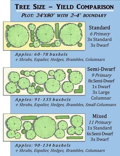 Planning Your Homestead Orchard: Benefits of Dwarf Trees Homestead Orchard, Small Fruit Trees, Food Forest Garden, Orchard Design, Orchard Garden, Growing Fruit Trees, Meadow Garden, Victory Garden, Permaculture Gardening