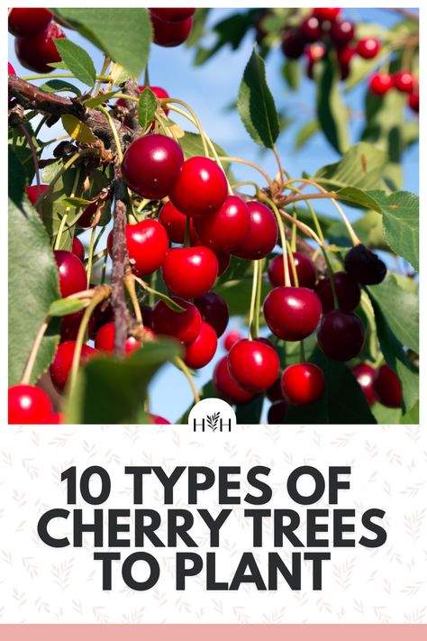 Cherry Tree From Seed, Sour Cherry Tree, Growing Cherry Trees, How To Grow Cherries, Types Of Cherries, Cold Climate Gardening, Planting Fruit Trees, Growing Food Indoors, Harsh Winter