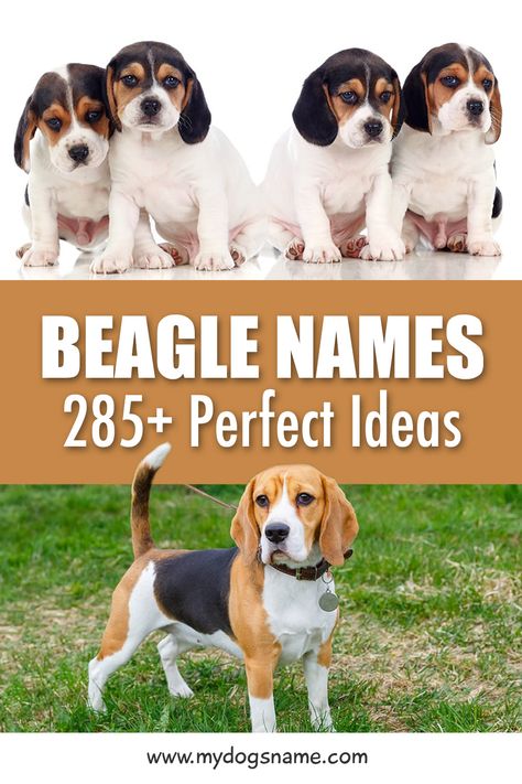 Discover 285+ Beagle names! These names are perfect for a new Beagle puppy. Our list of Beagle names is inspired by their size, appearance, personality and so much more. If you're getting a Beagle puppy, you must check out these awesome ideas. You'll be saying the name over and over, so it's important to find one that perfectly fits your pup. Beagle names don't get much better than this! #dogs #puppies #beagle #beaglepuppies #pets #animals Beagle Puppy Names, Best Female Dog Names, Puppy Girl Names, Puppy Names Unique, Country Dog Names, Puppies Names Female, Dogs Names List, Beagle Names