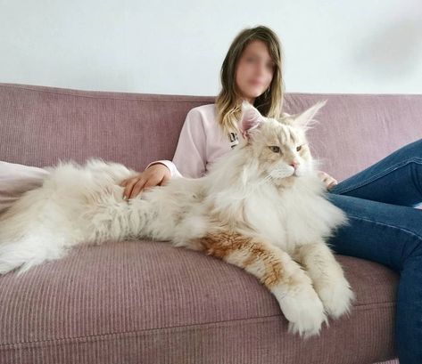 Maine Coon, Maine, Pink, White