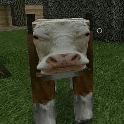 Cow Meme, Cow Pictures, Minecraft Memes, Strange Places, Cows Funny, Eat Meat, A Cow, Silly Animals, Silly Pictures