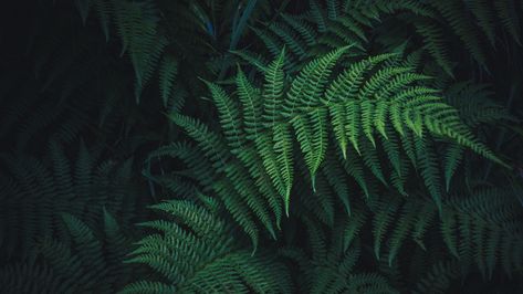 Fern Images, Fern Wallpaper, 2560x1440 Wallpaper, Fern Plant, Plant Wallpaper, Close Up Photography, Parts Of A Plant, Free Plants, Leaf Wallpaper