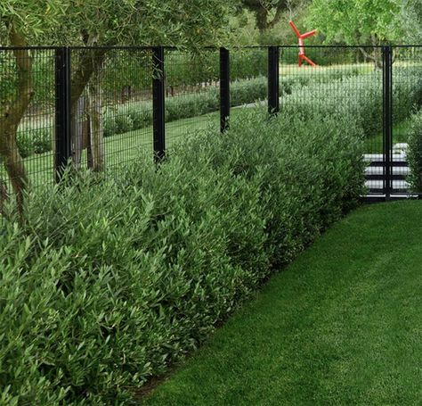 Privacy Fence Ideas Acreage, Modern Deer Fence, Backyard Fencing, Privacy Fence Tall, Estate Fencing Ideas, Mixed Hedge Privacy Screens, Creative Deer Fencing, Backyard Fence, Green Giant Privacy Fence