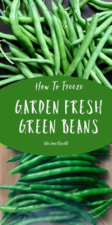 Freezing Fresh Green Beans, Freezer Veggies, Green Beans Frozen, Preserving Green Beans, Storing Veggies, Freezing Food Guide, Freezing Veggies, Freeze Beans, Freezing Lemons